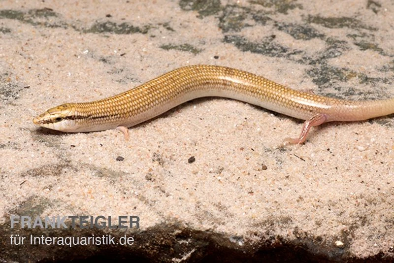 Keilschleiche, Chalcides Sepsoides 3 Keilschleiche, Chalcides Sepsoides