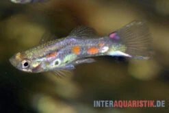 Kongo-Wildguppy, Poecilia Sp. Congo Guppy, 10 Paare (20 Fische) -Aquarienladen Kongo Wildguppy Poecilia sp Congo Guppy 1