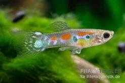 Kongo-Wildguppy, Poecilia Sp. Congo Guppy, 10 Paare (20 Fische) -Aquarienladen Kongo Wildguppy Poecilia sp Congo Guppy 10 Paare 2