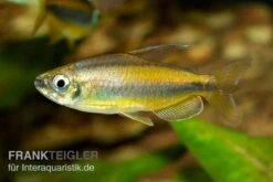 Goldener Kongosalmler, Phenacogrammus Aurantiacus -Aquarienladen Kongosalmler Phenacogrammus aurantiacus 2