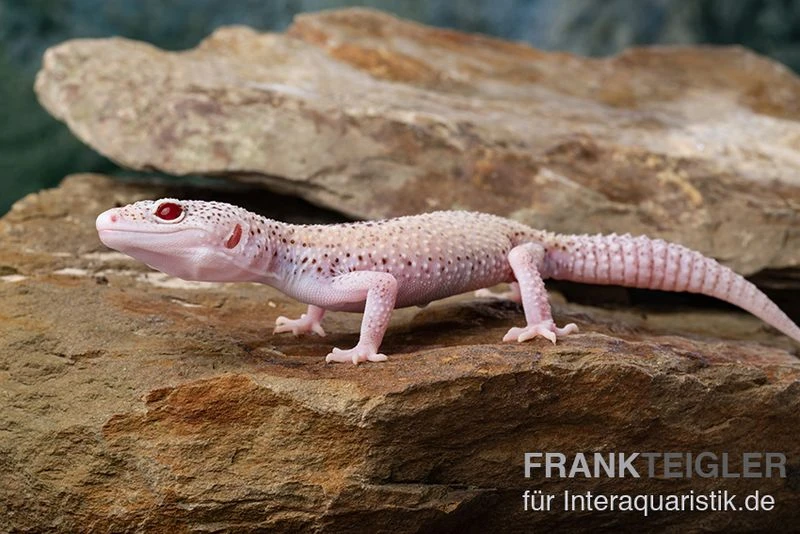 Leopardgecko, Eublepharis Macularius, BELL ALBINO ENIGMA 7 Leopardgecko, Eublepharis Macularius, BELL ALBINO ENIGMA – Bild 5
