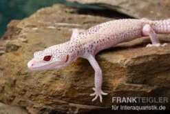 Leopardgecko, Eublepharis Macularius, BELL ALBINO ENIGMA 14 Leopardgecko, Eublepharis Macularius, BELL ALBINO ENIGMA -Aquarienladen Leopardgecko Eublepharis macularius Bell Albino Enigma 14