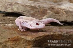 Leopardgecko, Eublepharis Macularius, BELL ALBINO ENIGMA 10 Leopardgecko, Eublepharis Macularius, BELL ALBINO ENIGMA -Aquarienladen Leopardgecko Eublepharis macularius Bell Albino Enigma 2