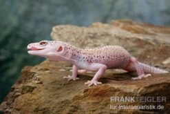 Leopardgecko, Eublepharis Macularius, BELL ALBINO ENIGMA 15 Leopardgecko, Eublepharis Macularius, BELL ALBINO ENIGMA -Aquarienladen Leopardgecko Eublepharis macularius Bell Albino Enigma 22