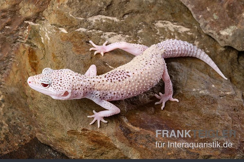Leopardgecko, Eublepharis Macularius, BELL ALBINO ENIGMA 3 Leopardgecko, Eublepharis Macularius, BELL ALBINO ENIGMA
