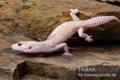 Leopardgecko, Eublepharis Macularius, BELL ALBINO ENIGMA 12 Leopardgecko, Eublepharis Macularius, BELL ALBINO ENIGMA -Aquarienladen Leopardgecko Eublepharis macularius Bell Albino Enigma 6