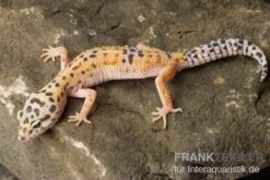 Leopardgecko, Eublepharis Macularius, ENIGMA -Aquarienladen Leopardgecko Eublepharis macularius Enigma 1