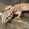 Leopardgecko, Eublepharis Macularius, ENIGMA -Aquarienladen Leopardgecko Eublepharis macularius Enigma 2