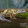 Leopardgecko, Eublepharis Macularius, LEMON FROST MACK SNOW 1 Leopardgecko, Eublepharis Macularius, LEMON FROST MACK SNOW -Aquarienladen Leopardgecko Eublepharis macularius Lemon Frost Mack Snow 13