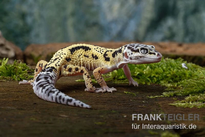 Leopardgecko, Eublepharis Macularius, LEMON FROST MACK SNOW 3 Leopardgecko, Eublepharis Macularius, LEMON FROST MACK SNOW