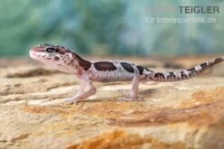 Leopardgecko, Eublepharis Macularius, MACK SNOW -Aquarienladen Leopardgecko Eublepharis macularius Mack Snow 2