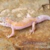 Leopardgecko, Eublepharis Macularius, WHITE & YELLOW 2 Leopardgecko, Eublepharis Macularius, WHITE & YELLOW -Aquarienladen Leopardgecko Eublepharis macularius White and Yellow 7