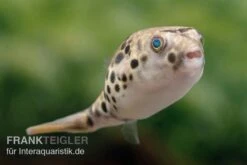 Bestseller -Aquarienladen Leopardkugelfisch Tetraodon schoutedeni 1