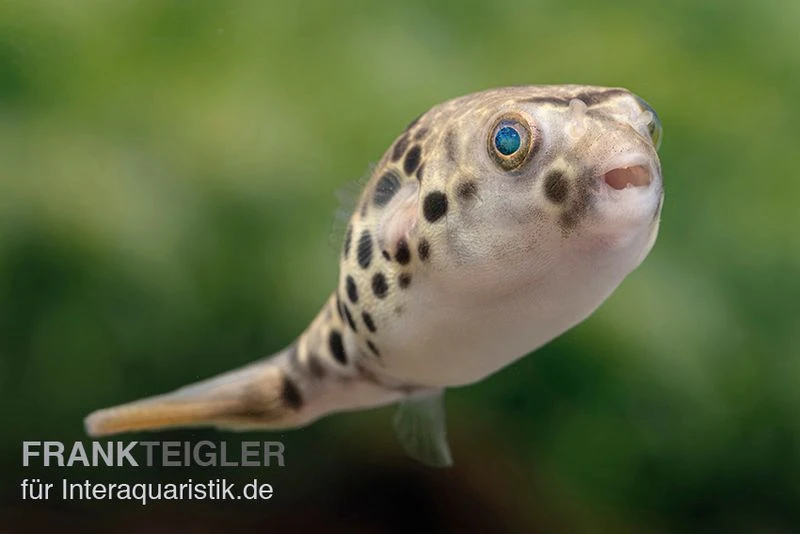 Leopardkugelfisch, Tetraodon Schoutedeni 4 Leopardkugelfisch, Tetraodon Schoutedeni – Bild 2