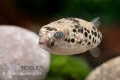 Leopardkugelfisch, Tetraodon Schoutedeni 10 Leopardkugelfisch, Tetraodon Schoutedeni -Aquarienladen Leopardkugelfisch Tetraodon schoutedeni 2
