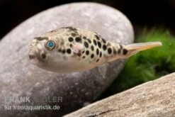 Leopardkugelfisch, Tetraodon Schoutedeni 11 Leopardkugelfisch, Tetraodon Schoutedeni -Aquarienladen Leopardkugelfisch Tetraodon schoutedeni 3