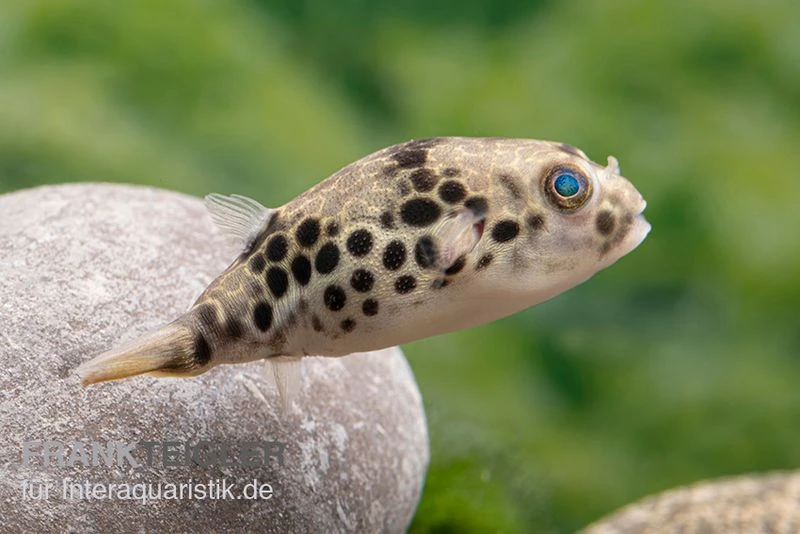 Leopardkugelfisch, Tetraodon Schoutedeni 7 Leopardkugelfisch, Tetraodon Schoutedeni – Bild 5