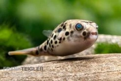 Bestseller 18 Leopardkugelfisch, Tetraodon Schoutedeni
