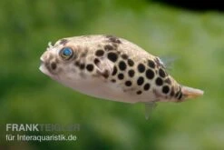 Leopardkugelfisch, Tetraodon Schoutedeni 13 Leopardkugelfisch, Tetraodon Schoutedeni -Aquarienladen Leopardkugelfisch Tetraodon schoutedeni 6