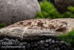 Leucorhynchos-Plattfisch, Süßwasserflunder, Achiroides Leucorhynchos -Aquarienladen Leucorhynchos Plattfisch Achiroides leucorhynchos 2