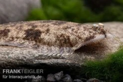 Leucorhynchos-Plattfisch, Süßwasserflunder, Achiroides Leucorhynchos -Aquarienladen Leucorhynchos Plattfisch Suesswasserflunder Achiroides leucorhynchos 1 2