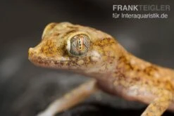 Bestseller 1 Lichtensteins Dünnfingergecko, Stenodactylus Sthenodactylus