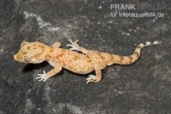 Bestseller -Aquarienladen Lichtensteins Duennfingergecko Stenodactylus sthenodactylus 2