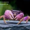 Lila Spider Crab, Neosarmatium Sp. Purple -Aquarienladen Lila Spider Crab Neosarmatium sp Purple 4