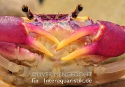 Lila Süßwasserkrabbe, Globithelphusa "indian Lilac" -Aquarienladen Lila Suesswasserkrabbe Globithelphusa indian lilac 1