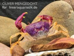 Lila Süßwasserkrabbe, Globithelphusa "indian Lilac" -Aquarienladen Lila Suesswasserkrabbe Globithelphusa indian lilac 3