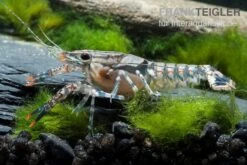 Aquarienladen -Aquarienladen Maikaeferkrebs Procambarus spiculifer 1