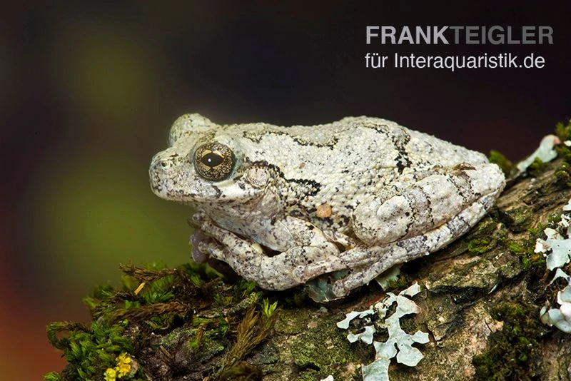 Marmorierter Laubfrosch, Hyla Marmorata 3 Marmorierter Laubfrosch, Hyla Marmorata