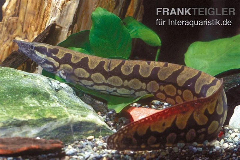 Marmorstachelaal, Mastacembelus Armatus 3 Marmorstachelaal, Mastacembelus Armatus