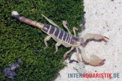 Maurischer Skorpion, Scorpio Maurus 7 Maurischer Skorpion, Scorpio Maurus -Aquarienladen Maurischer Skorpion Scorpio maurus 3