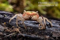 Smaragdkrabbe, Metasesarma Spec. "Green Emerald" (Emerald Crab) -Aquarienladen Metasesarma spec Green Emerald 2