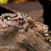 Mittelamerikanischer Krallengecko, Coleonyx Mitratus -Aquarienladen Mittelamerikanischer Krallengecko Coleonyx mitratus 1