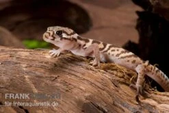 Mittelamerikanischer Krallengecko, Coleonyx Mitratus -Aquarienladen Mittelamerikanischer Krallengecko Coleonyx mitratus 2