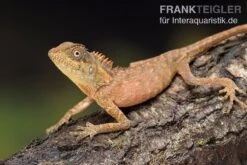 Nackenstachler, Acanthosaura Capra -Aquarienladen Nackenstachler Acanthosaura capra 3