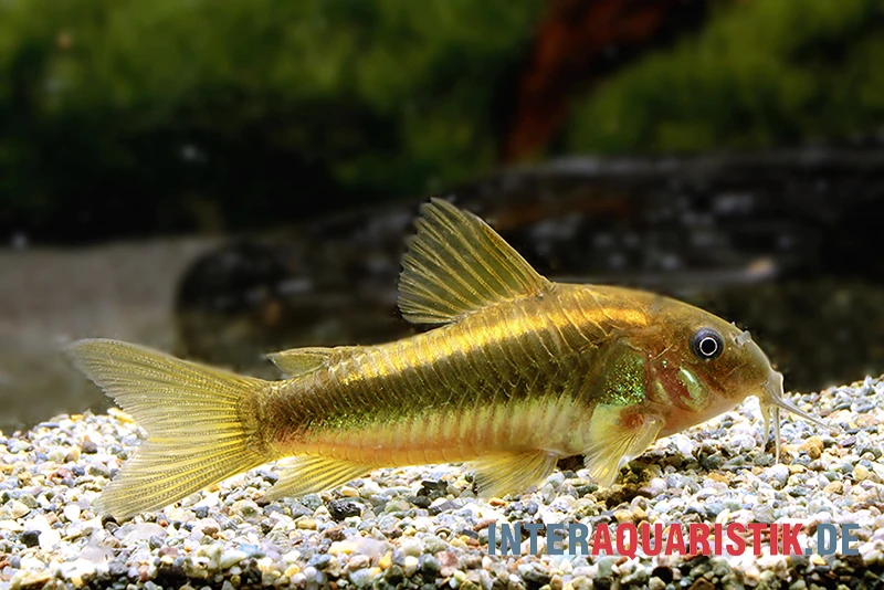 "Neon Gold Stripe"-Panzerwels, Corydoras Sp. "Neon Gold Stripe" (CW10) 3 "Neon Gold Stripe"-Panzerwels, Corydoras Sp. "Neon Gold Stripe" (CW10)