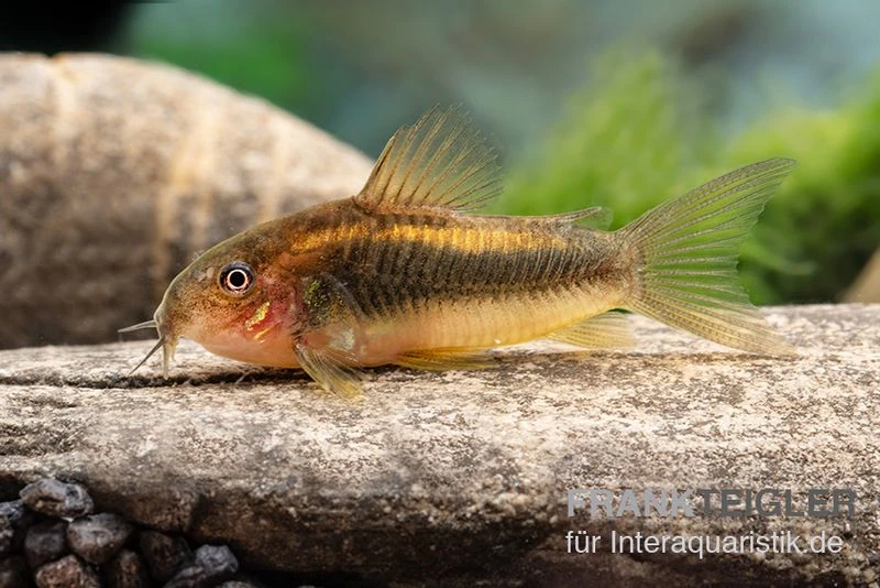 "Neon Gold Stripe"-Panzerwels, Corydoras Sp. "Neon Gold Stripe" (CW10) 4 "Neon Gold Stripe"-Panzerwels, Corydoras Sp. "Neon Gold Stripe" (CW10) – Bild 2