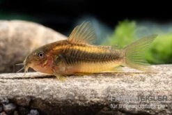 "Neon Gold Stripe"-Panzerwels, Corydoras Sp. "Neon Gold Stripe" (CW10) 9 "Neon Gold Stripe"-Panzerwels, Corydoras Sp. "Neon Gold Stripe" (CW10) -Aquarienladen Neon Gold Stripe Panzerwels Corydoras sp Neon Gold Stripe CW10 neu 2