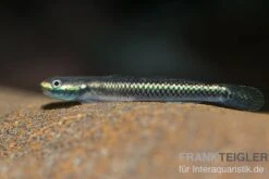 Neongrundel, Stiphodon Semoni, 1 Paar -Aquarienladen Neongrundel Stiphodon semoni 2