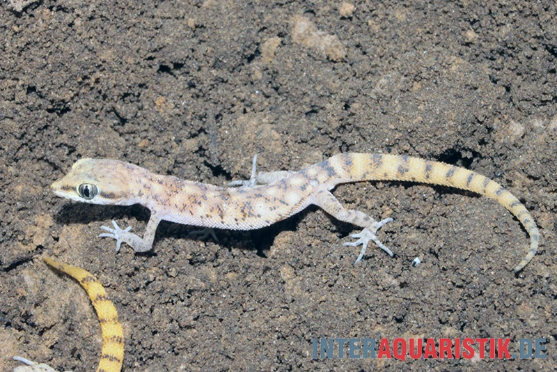 Nördlicher Sandgecko, Tropiocolotes Tripolitanus 5 Nördlicher Sandgecko, Tropiocolotes Tripolitanus – Bild 3
