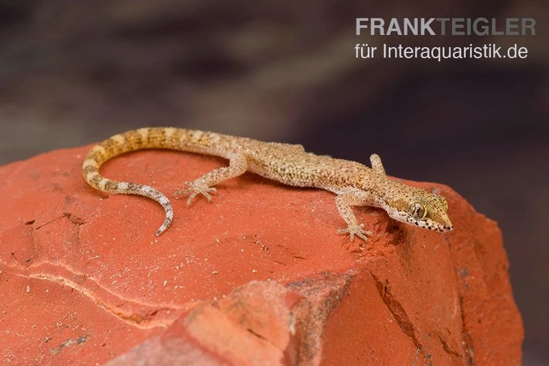 Nördlicher Sandgecko, Tropiocolotes Tripolitanus 3 Nördlicher Sandgecko, Tropiocolotes Tripolitanus