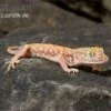 Nordafrikanischer Dünnfingergecko, Stenodactylus Petrii 1 Nordafrikanischer Dünnfingergecko, Stenodactylus Petrii -Aquarienladen Nordafrikanischer Duennfingergecko Stenodactylus petrii 1