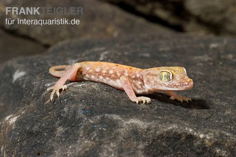 Nordafrikanischer Dünnfingergecko, Stenodactylus Petrii 3 Nordafrikanischer Dünnfingergecko, Stenodactylus Petrii