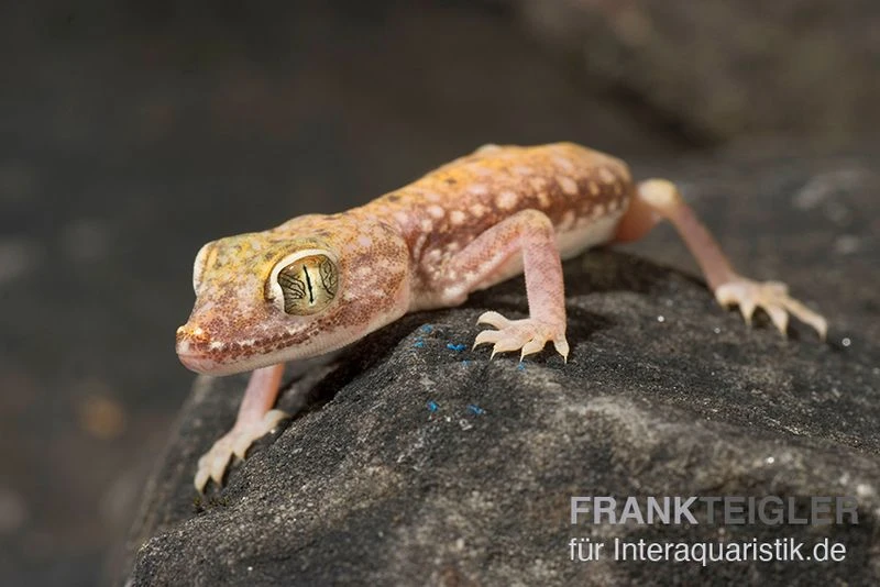 Nordafrikanischer Dünnfingergecko, Stenodactylus Petrii 4 Nordafrikanischer Dünnfingergecko, Stenodactylus Petrii – Bild 2