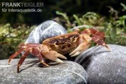 Orangenkrabbe, Sundathelphusa Sp. "orange" -Aquarienladen Orangenkrabbe Sundathelphusa sp orange 2