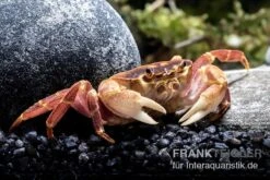 Orangenkrabbe, Sundathelphusa Sp. "orange" -Aquarienladen Orangenkrabbe Sundathelphusa sp orange 3