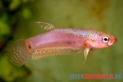 Pallifina-Kampffisch, Betta Pallifina, Paarweise -Aquarienladen Pallifina Kampffisch Betta pallifina 2